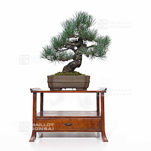 pinus-pentaphylla-ref-16120254