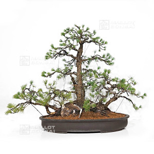 pinus-pentaphylla-16120253