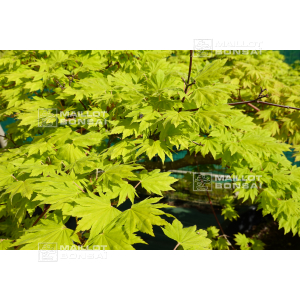 seeds-sieboldianum-seki-no-kegon