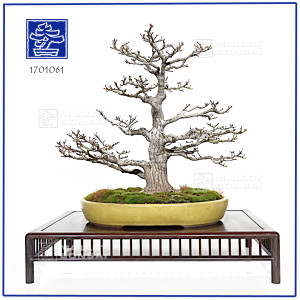 acer-palmatum-shishigashira-16010261