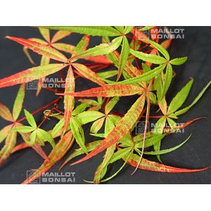 acer-pentaphyllum