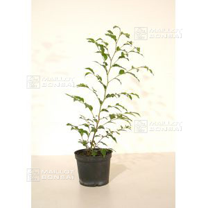 stewartia-monadelpha-0-8-litre-pot-20-30-cm
