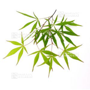 kenbu