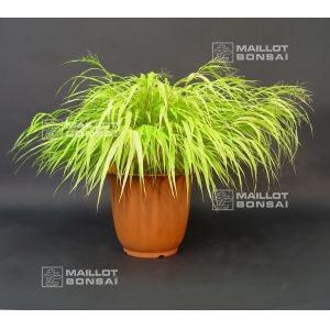 hakonechloa-all-gold-livree-en-pot-plastique