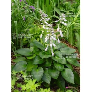 hosta-devon-green