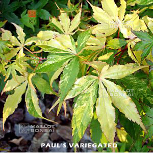 paul-s-variegated
