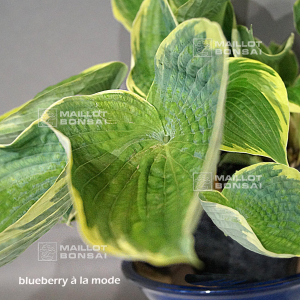 hosta-blue-berry-a-la-mode