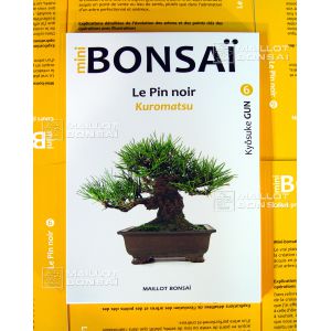 mini-bonsai-n-6-le-pin-noir-kyosuke-gun