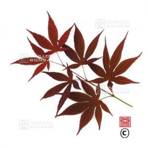 SAHO MOKURAN