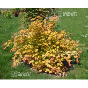 acer-shirasawanum-moonrise-pbr