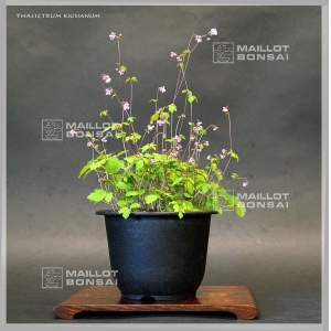 thalictrum-kiusianum-pot-1-litre