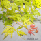 lace ® variété protégée
