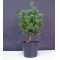 Pinus parviflora ssp. pentaphylla hagoromo pot 4.l