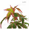 acer palmatum ijoshi