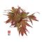 CARLIS CORNER BROOM