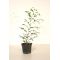 Stewartia monadelpha 0.8 Litre pot 20-30 cm