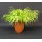 hakonechloa all gold livrée en pot plastique