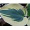 Hosta Blue ivory