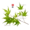 acer palmatum arakawa from seedling 1 liter pot