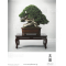 BONSAI FOCUS N° 114