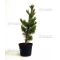 pinus pentaphylla variété "blue lou" pot 20 litres