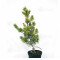 Pinus parviflora du Japon "goldilock"