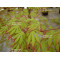 acer palmatum diva