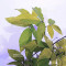 acer maximowiczianum