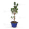 Pinus thunbergii kotobuki 30-35 cm