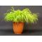 hakonechloa all gold livrée en pot plastique