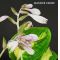 Hosta Warwick comet