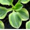 Hosta Frosted mouse ears