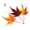 acer palmatum arakawa from seedling 1 liter pot