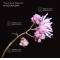 thalictrum kiusianum pot 1 litre