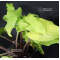 Hosta Lipstick blonde
