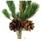 Pinus parviflora du Japon "goldilock"