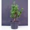 Pinus parviflora ssp. pentaphylla hagoromo pot 4.l