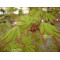 acer palmatum diva