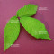 acer maximowiczianum