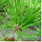 Pinus thunbergii kotobuki 30-35 cm