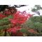 ACER PALMATUM en godet lot de 10 plants