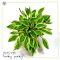 Hosta Hanky panky