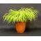 hakonechloa all gold livrée en pot plastique