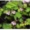 thalictrum kiusianum pot 1 litre