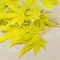 cascade gold