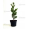 pinus pentaphylla variété "blue lou" pot 20 litres