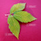 acer maximowiczianum