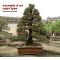 Pinus thunbergii kotobuki 30-35 cm