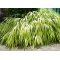 hakonechloa macra aureola livrée pot plastique