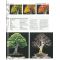 BONSAI FOCUS N° 76